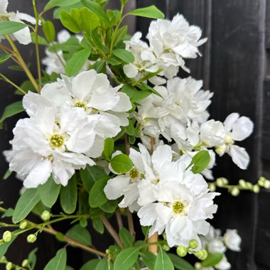 Exochorda x macrantha 'The Bride'