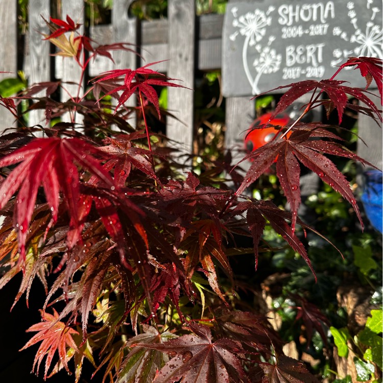 Plant image Acer Palmatum 'Pixie'