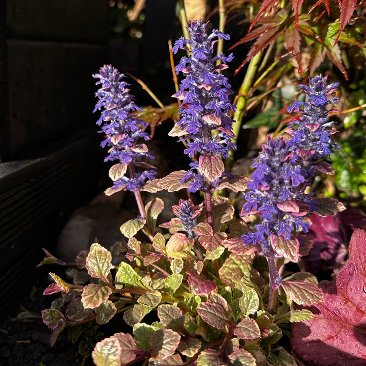 Plant image Ajuga reptans 'Burgundy Glow'