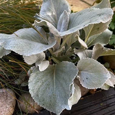 Senecio candicans 'Angel Wings'