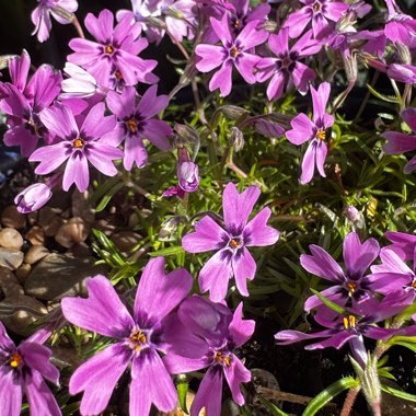 Phlox