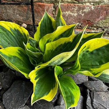 Hosta ‘Anne'