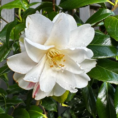 Camellia