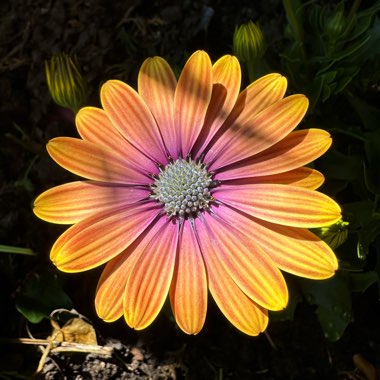 African Daisy 