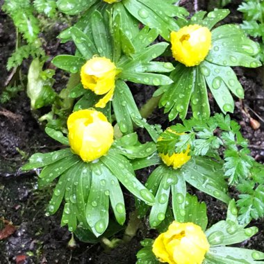 Eranthis hyemalis