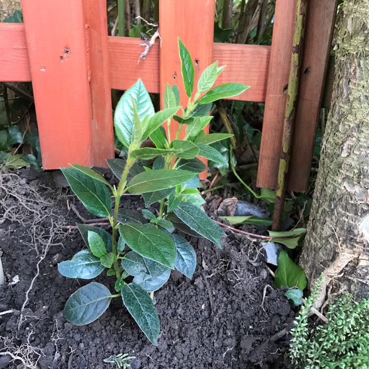 Plant image Viburnum tinus 'Lisarose'