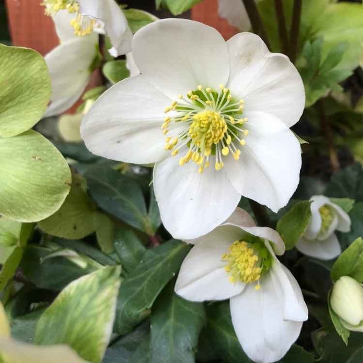 Plant image Helleborus niger 'Happy Day'