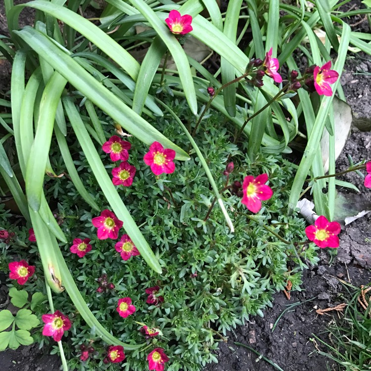 Plant image Saxifraga 'Peter Pan'