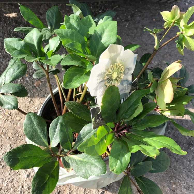 Plant image Helleborus niger 'Christmas Carol'