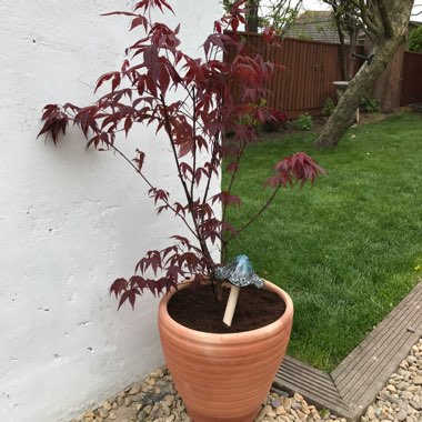 Acer Palmatum 'Atropurpureum'