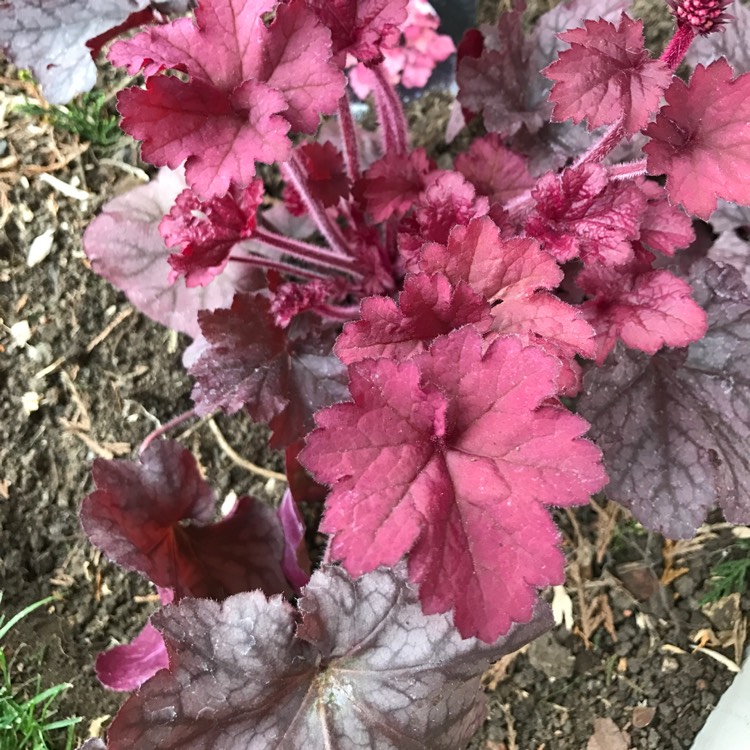 Plant image Heuchera 'Coralberry' (Indian Summer Series)