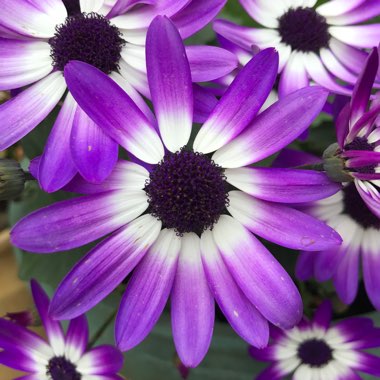 Pericallis x hybrida 'Sunsenedibu' (Senetti Series) syn. Pericallis 'Senetti Deep Blue'