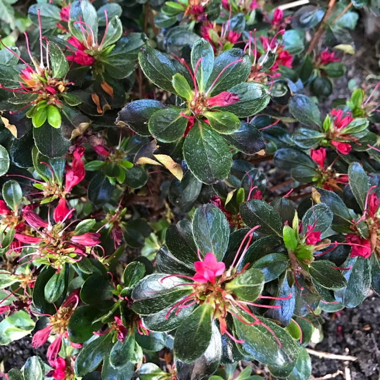 Plant image Rhododendron 'Hino Crimson'