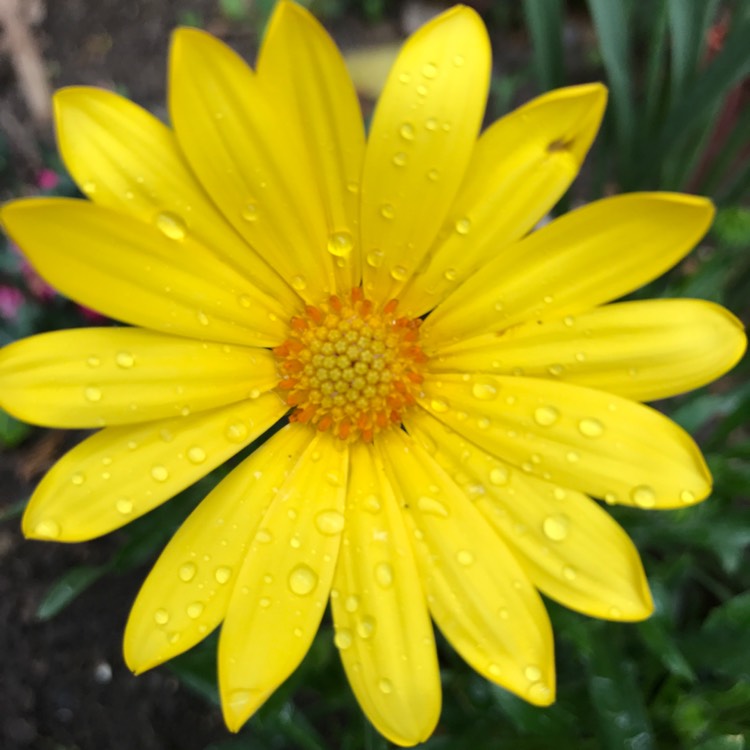 Plant image Osteospermum 'Voltage Yellow'