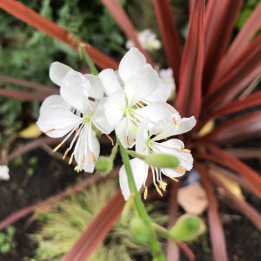 Oenothera lindheimeri  syn. Gaura lindheimeri