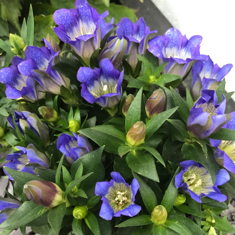 Plant image Gentiana