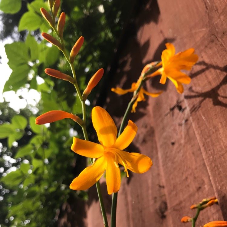 Plant image Crocosmia x crocosmiiflora 'George Davison'