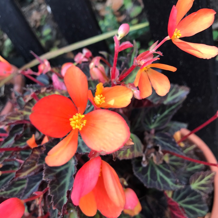 Plant image Begonia boliviensis 'Sparks Will Fly'