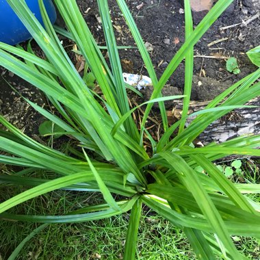 Carex Pendula