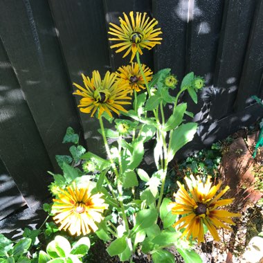 Rudbeckia x hirta 'Chim Chiminee'