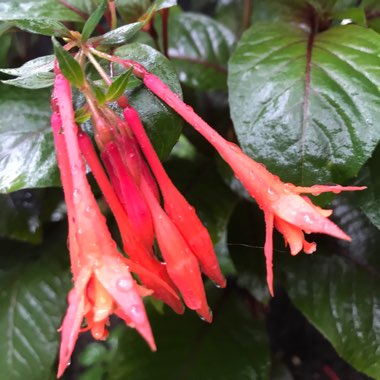 Fuchsia 'Gartenmeister Bonstedt'