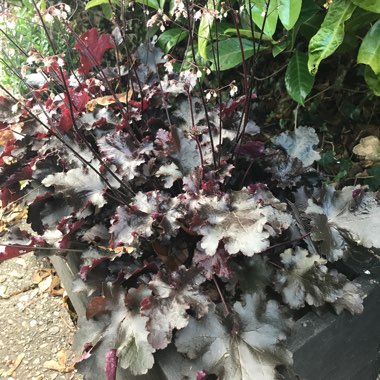 Heuchera 'Black Beauty'