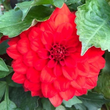 Dahlia 'Gallery Red'