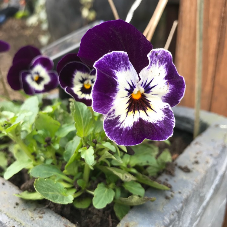 Plant image Viola cornuta 'Rocky Mickey'