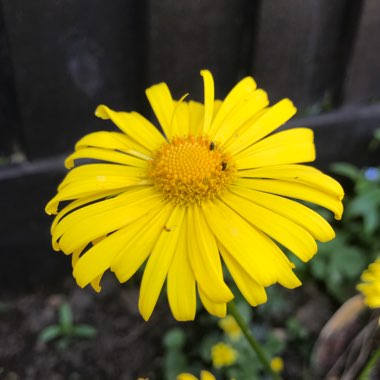 Doronicum caucasicum 'Little Leo'