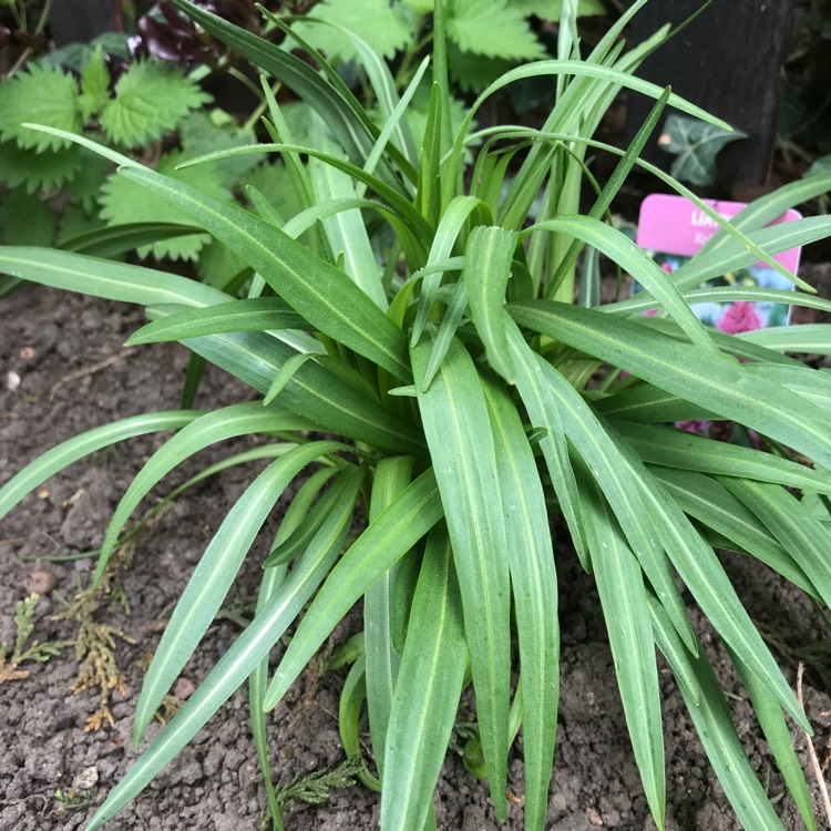 Plant image Liatris spicata 'Kobold'