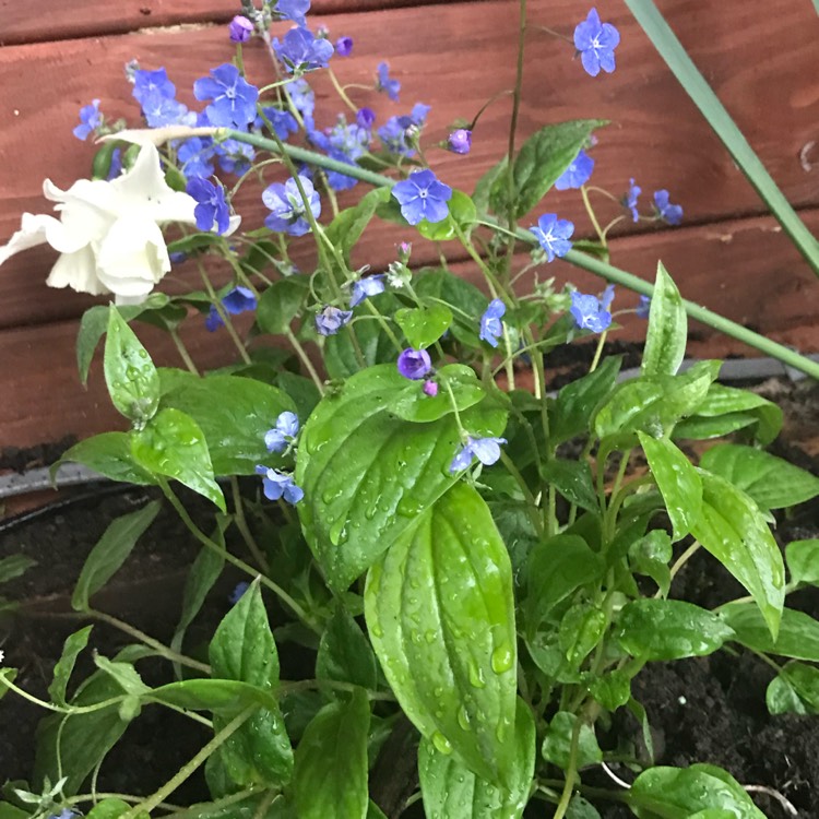 Plant image Omphalodes cappadocica 'Cherry Ingram'