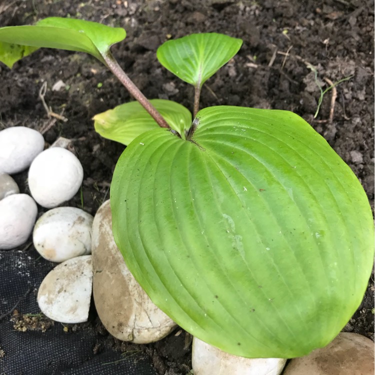 Plant image Hosta 'Purple Heart'