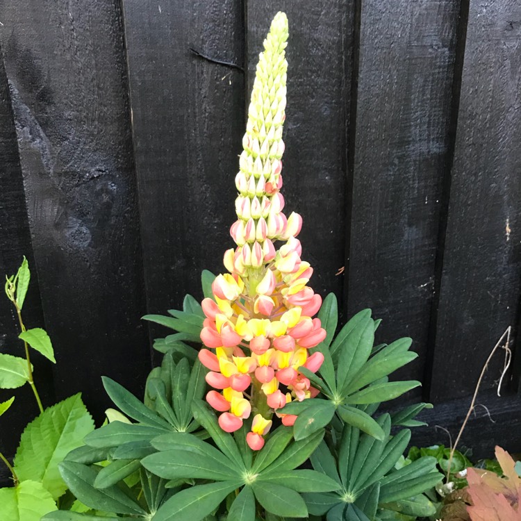 Plant image Lupinus 'Gladiator'