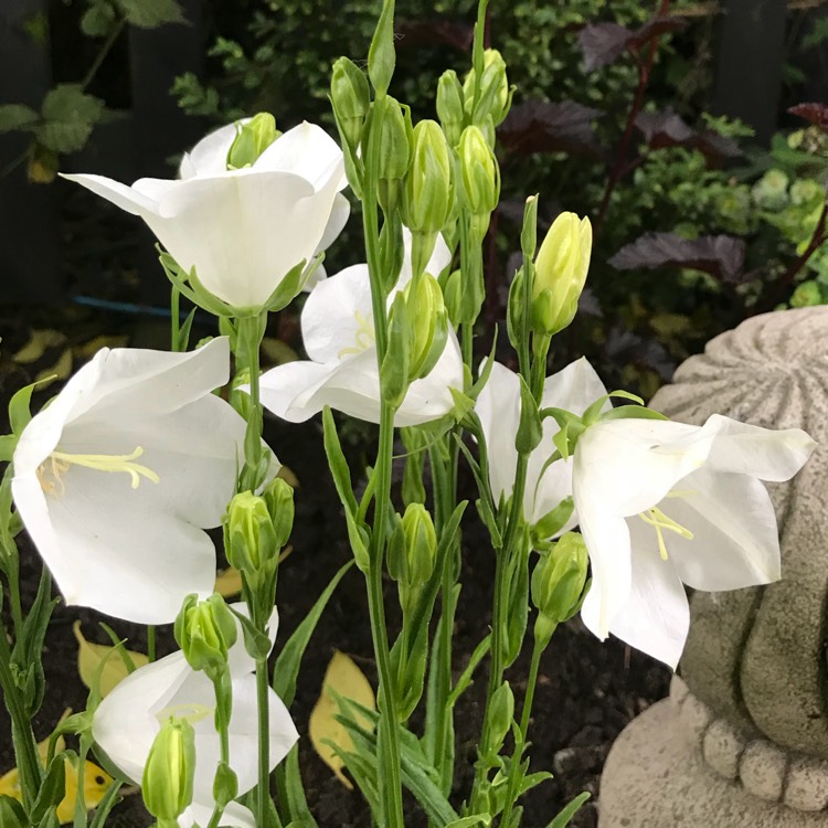 Plant image Campanula persicifolia 'Takion White' (Takion Series)