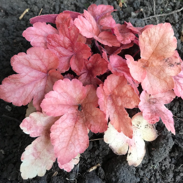 Plant image x Heucherella 'Buttered Rum'