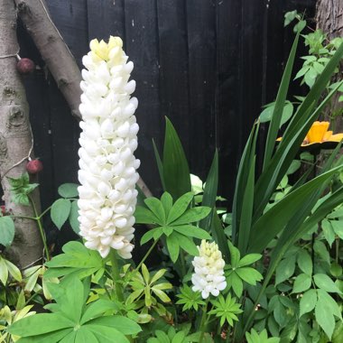 Lupinus 'Polar Princess'