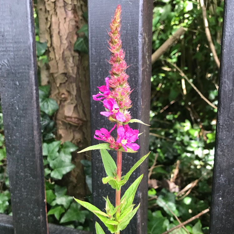 Plant image Lythrum salicaria 'Robert'