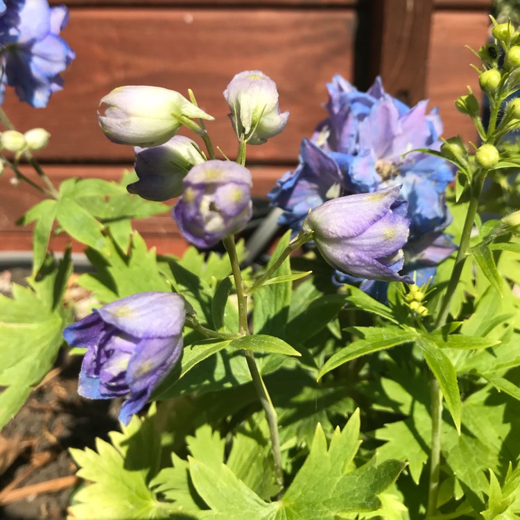 Plant image Delphinium 'Belladonna'