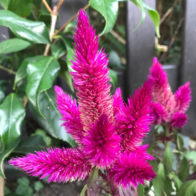 Plant image Celosia argentea 'Venezuela'