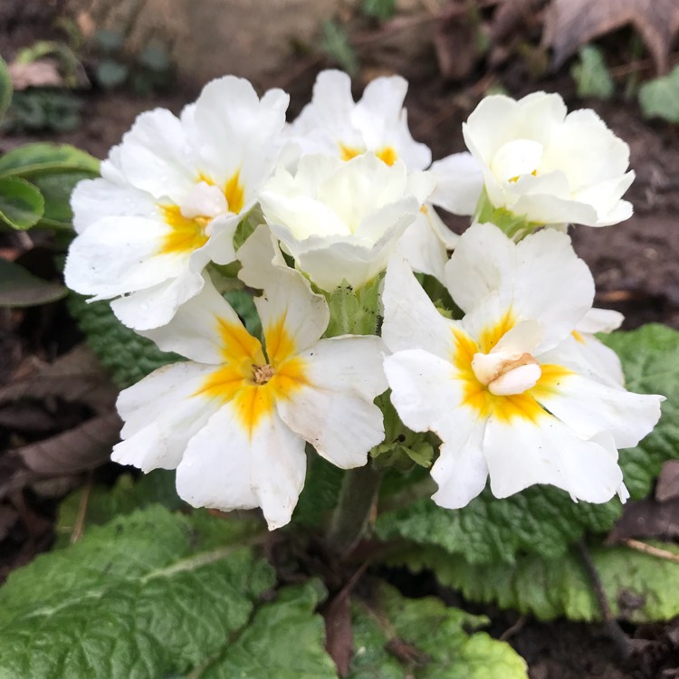 Plant image Primula