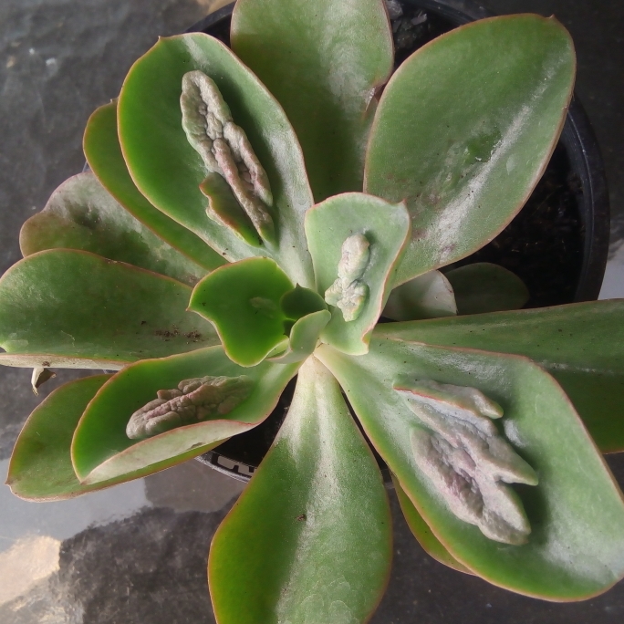 plant image 650191