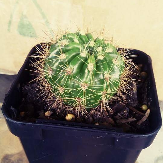 Plant image Notocactus ubelmannianus syn. Parodia werneri