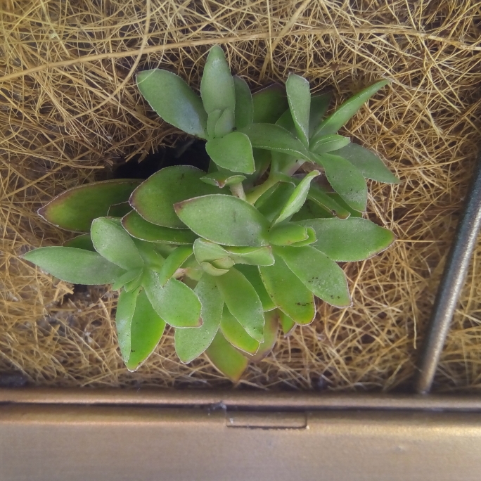 Plant image Crassula nudicaulis var platyphylla 'Burgundy'