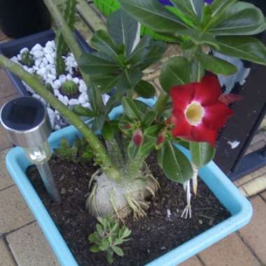 Adenium 'Milk Shake'