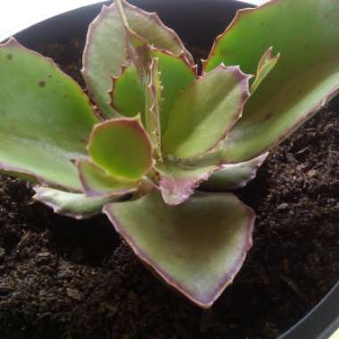 Kalanchoe Synsepala 'Gremlin'