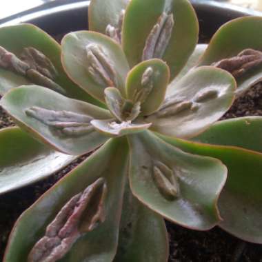 Echeveria Baron Bold