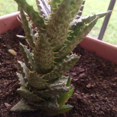 Aloe 'Juvenna'