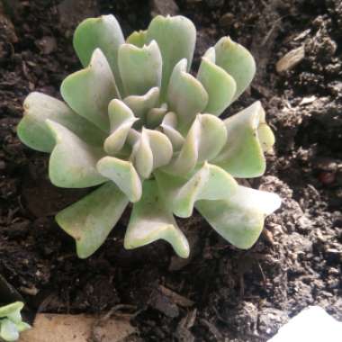 Echeveria Runyonii var. Topsy Turvy