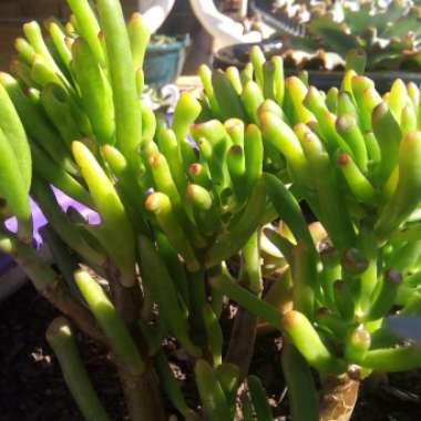 Crassula ovata 'Lady Fingers'