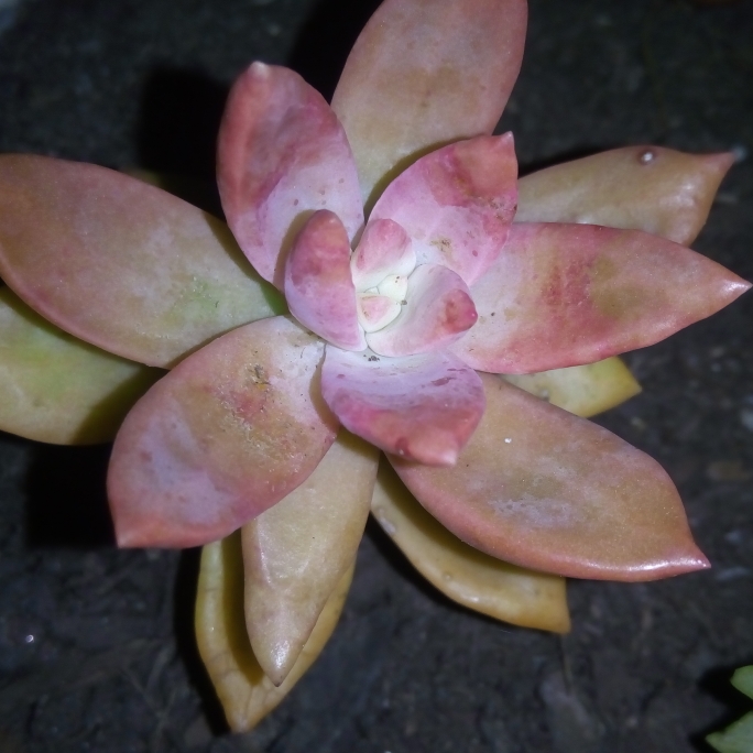 plant image 682117